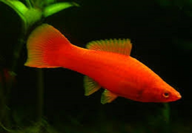 سمكة سوردتال